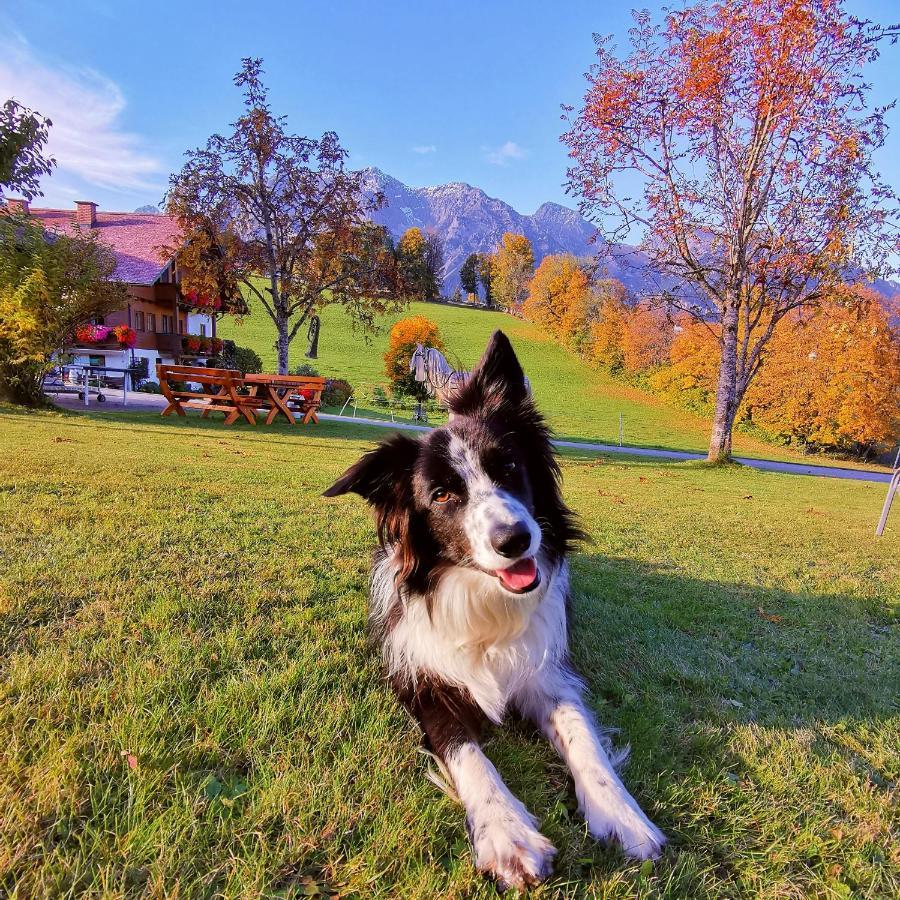 Biobauernhof Brandlhof Appartement Ramsau am Dachstein Buitenkant foto