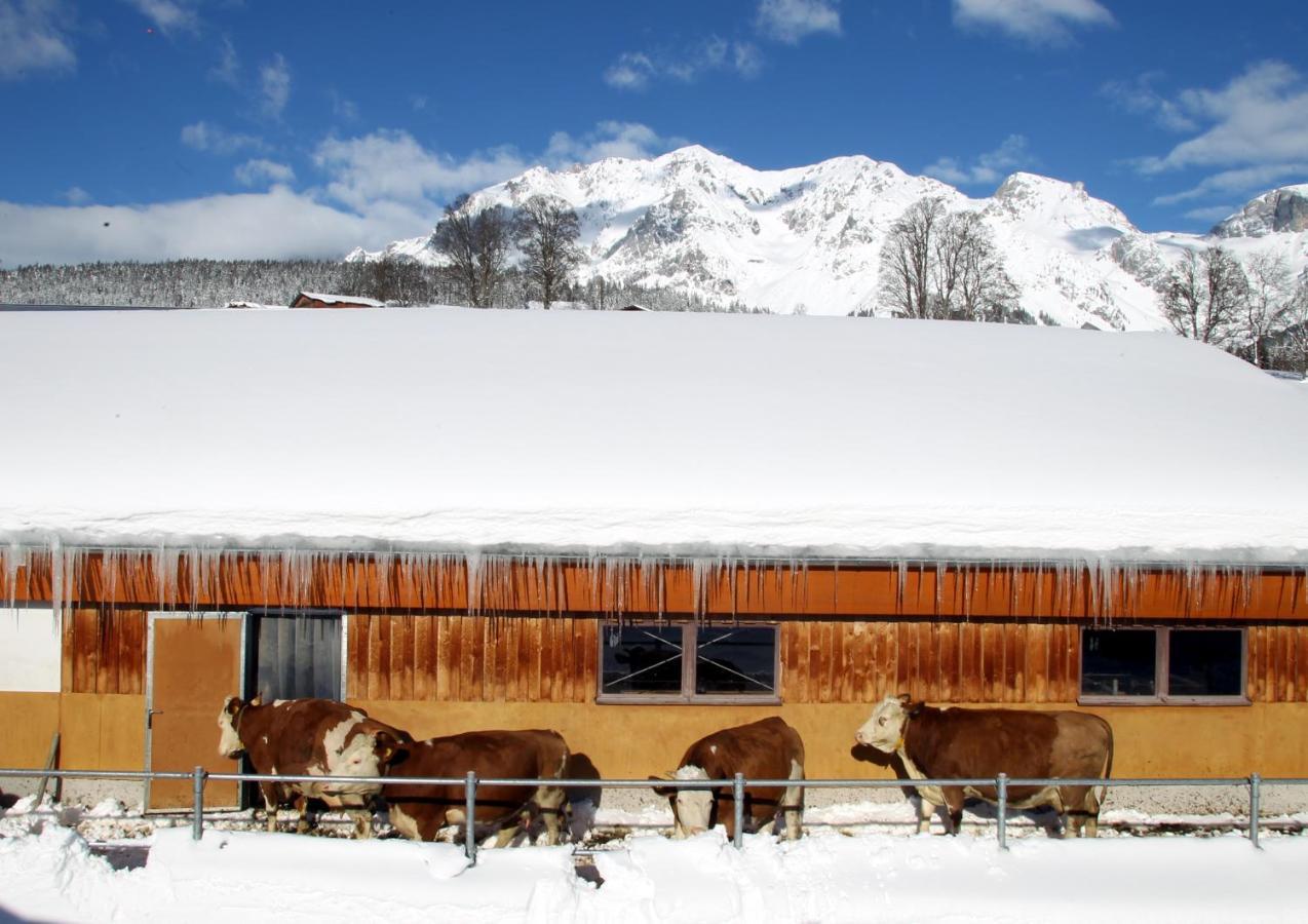 Biobauernhof Brandlhof Appartement Ramsau am Dachstein Buitenkant foto