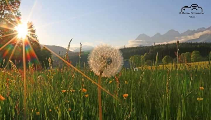 Biobauernhof Brandlhof Appartement Ramsau am Dachstein Buitenkant foto