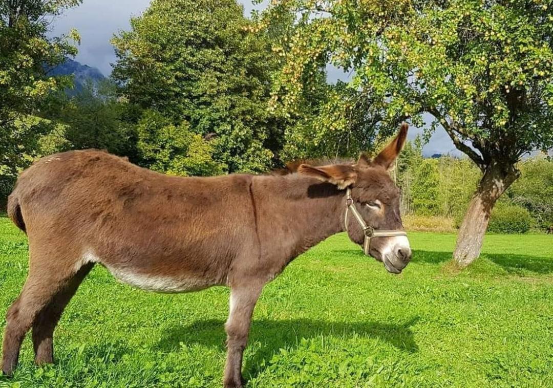 Biobauernhof Brandlhof Appartement Ramsau am Dachstein Buitenkant foto